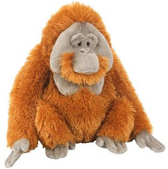 Orangutan