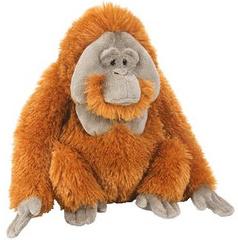 Orangutan